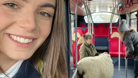 سائقة حافلة تنقذ خروفا ضل طريقه وتسبب في اضطراب على حركة السير في يوم عملها الأول