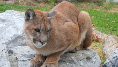 بريطاني وابنه يعيشون لحظات مرعبة بعد مشاهدة أسد يتجول في شبه جزيرة Llyn غرب ويلز