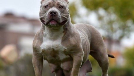 ريشي سوناك يتعهد بحظر تربية كلاب Bully XL بحلول نهاية العام مع ارتفاع الهجمات