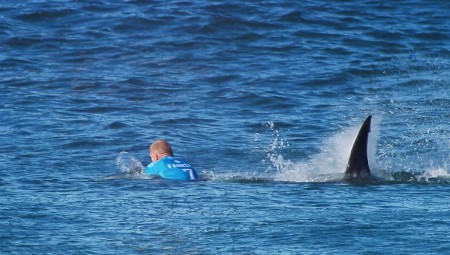 اصابة سائح بريطاني بجروح خطيرة خلال هجوم قرش في جزيرة الكاريبي