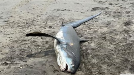 اكتشاف قرش ضخم مهدد بالانقراض على شاطئ بريطاني في حادثة نادرة