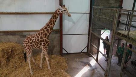اسكتلندا تستقبل زرافة نادرة لدعم جهود التكاثر والحفاظ على التنوع الجيني