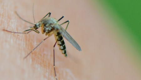 لأول مرة في بريطانيا.. تحذيرات صحية بعد اكتشاف فيروس غرب النيل في بعوض محلي