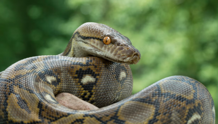 ثعبان بايثون طليق في لينكولنشاير وشرطة هامبرسايد تُحذر السكان