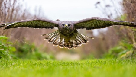 هجوم نسر على سباق جري للأطفال يرعب المشاركين ويوقف الفعالية