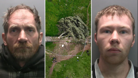 السجن 4 أعوام لرجلين بعد قطع شجرة سيكامور جاب التاريخية