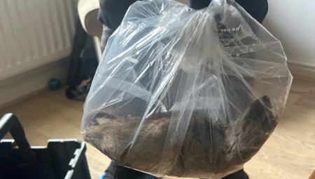 بمقاس قطة... فأر ضخم يُثير الرعب شمال إنجلترا