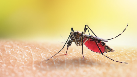 تحذير من لسعات البعوض بعد ارتفاع إصابات “شيكونغونيا” بين العائدين إلى بريطانيا