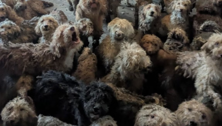 ليست صورة من الذكاء الاصطناعي: إنقاذ أكثر من 250 كلبًا من منزل واحد في واقعة صادمة