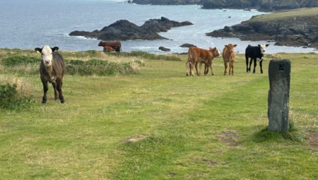 غرامة لمزارع في كورنوال بعد هجوم أبقار أسفر عن إصابة رجل بجروح خطيرة