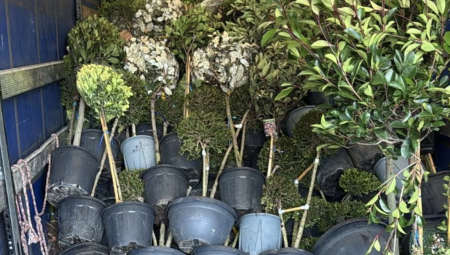 تأخيرات حدودية في كنت تهدد استيراد النباتات من الاتحاد الأوروبي