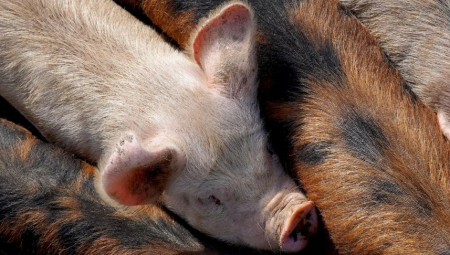 بريطانيا توقف استيراد لحم الخنزير الإسباني بسبب تفشّي حمّى الخنازير الأفريقية